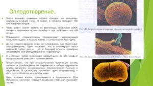 Есть ли какие то ощущения при оплодотворении