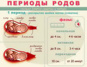 Сколько времени длятся роды