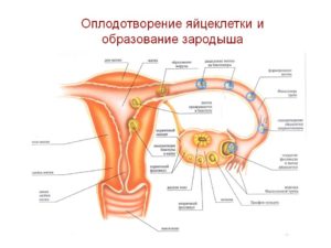 Через сколько дней после овуляции происходит оплодотворение яйцеклетки