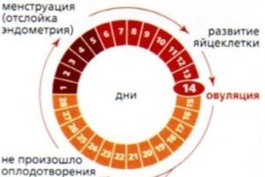 Овуляция сразу после месячных при регулярном цикле