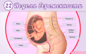 21 22 неделя беременности