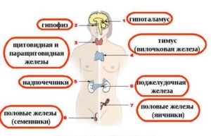 Где вырабатываются гормоны женские