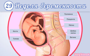 Беременность 28 29 недель развитие по неделям