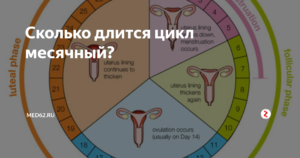 Сколько должен длиться менструальный цикл