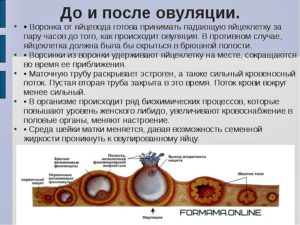 Какое время яйцеклетка способна к оплодотворению после овуляции