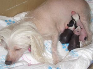 Беременность и роды собаки
