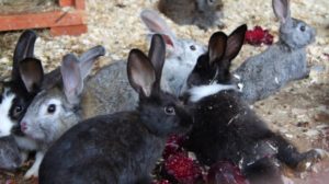 Можно ли кроликам давать ботву от кормовой свеклы