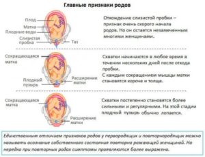 Форум предвестники перед родами