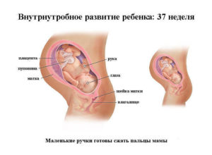 37 неделя беременности развитие плода