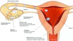 Перед овуляцией болит грудь