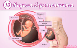 Признаки на 13 неделе беременности