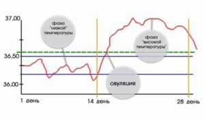 После овуляции как узнать произошло ли зачатие форум