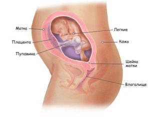 Как на 24 неделе расположен ребенок в животе