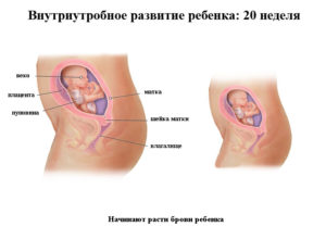 Как ребенок расположен в животе на 20 неделе