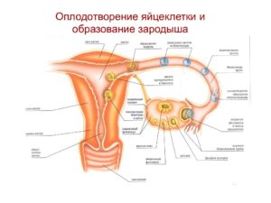 Оплодотворение яйцеклетки как почувствовать