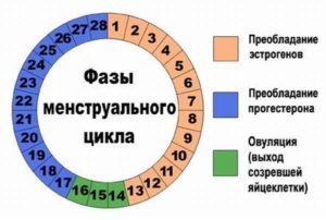 Может ли быть овуляция на 4 день цикла