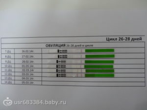 Овуляция на какой день при 28 дневном цикле