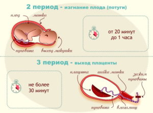 Сколько длится одна потуга