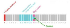 Может ли быть овуляция сразу после месячных