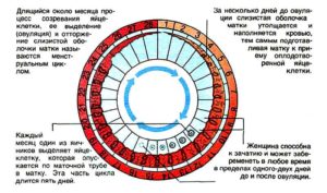 Может ли быть овуляция несколько раз в месяц