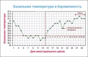 Базальная температура при беременности во время месячных