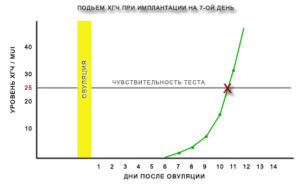 Хгч до имплантации эмбриона