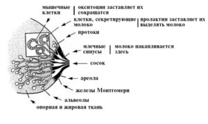 Сколько в груди перегорает молоко