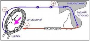 Для чего окситоцин в родах