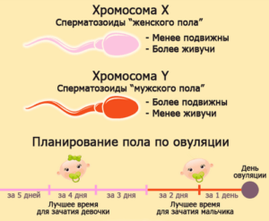 Можно ли забеременеть за три дня до овуляции