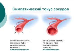 Что значит тонус артерий крупного калибра значительно снижен