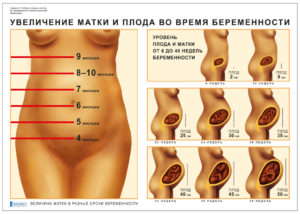 Когда увеличивается матка при беременности