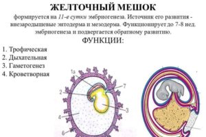 Желточный мешок когда появляется