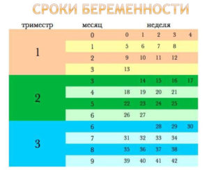 19 неделя беременности сколько месяцев