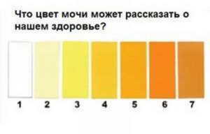 Какой цвет мочи при беременности на ранних сроках