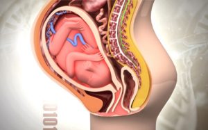 Матка женщины при беременности