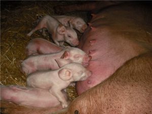 Сколько поросят рожает свинья