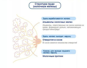 Первая неделя беременности болит грудь