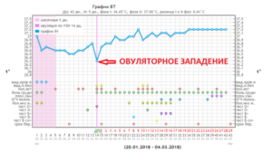 Бт падает перед овуляцией