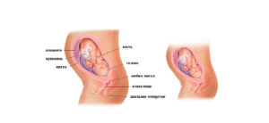 Плод в 28 недель беременности