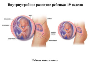 Развитие ребенка 19 недель беременности