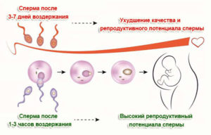 Перед зачатием нужно ли воздерживаться