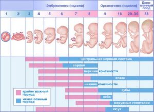 Протекание беременности с первых дней