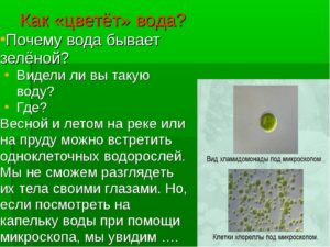 Почему воды зеленые бывают