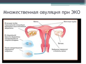 Бывает овуляция при беременности