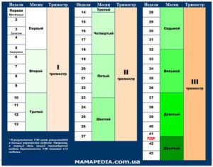 27 неделя какой триместр