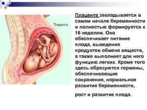 16 неделя беременности плацента