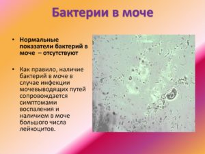 Бактерии в моче у беременной что это значит