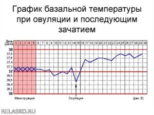 Базальная температура при беременности во время месячных