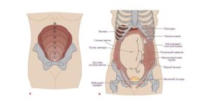 Как болит живот когда растет матка при беременности