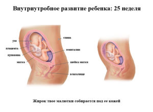 Плод в 25 недели беременности